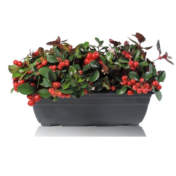 <h4>Gaultheria Big Berry in Balkonbak 27 cm</h4>