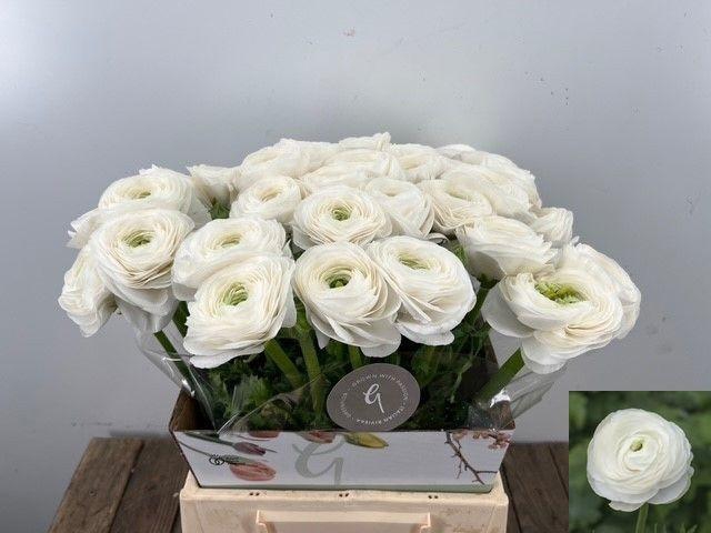 <h4>RANUNCULUS OV</h4>