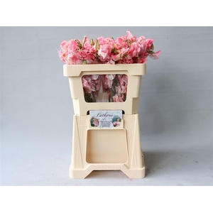 Lathyrus Pink Wedding