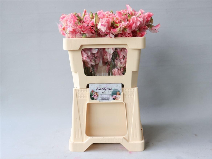 <h4>Lathyrus Pink Wedding</h4>