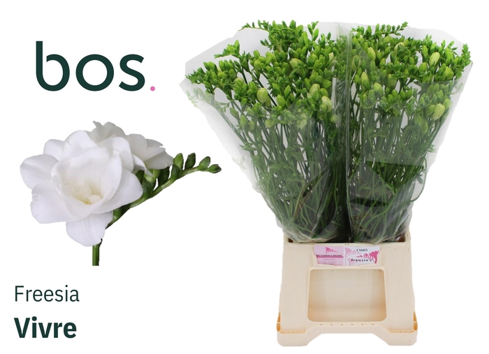 <h4>FR DU VIVRE</h4>