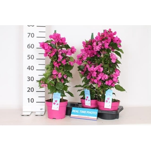 BOUGAINV V D PUR IMP