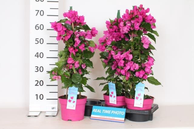 BOUGAINV V D PUR IMP