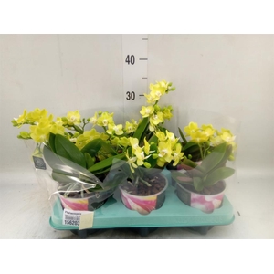 Phalaenopsis   ...yellow
