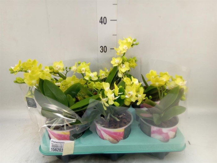 <h4>Phalaenopsis   ...yellow</h4>