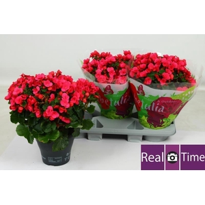 BEG EN BETULIA PINK