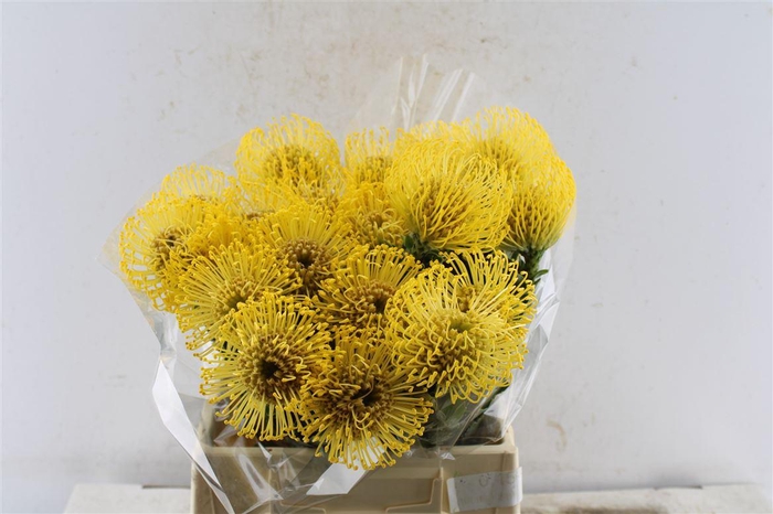 <h4>Leuco Co High Gold</h4>