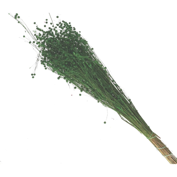 <h4>Droogbloem Lino/vlas 60cm</h4>