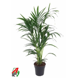 Howea Forsteriana(kentia) P21-100