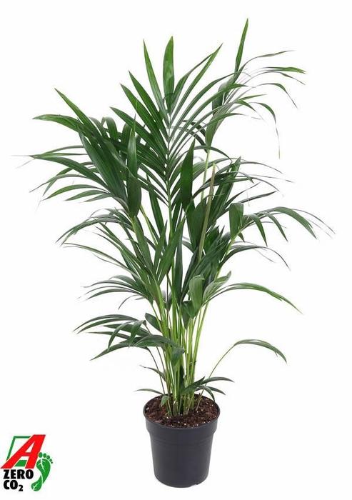 <h4>Howea Forsteriana(kentia) P21-100</h4>