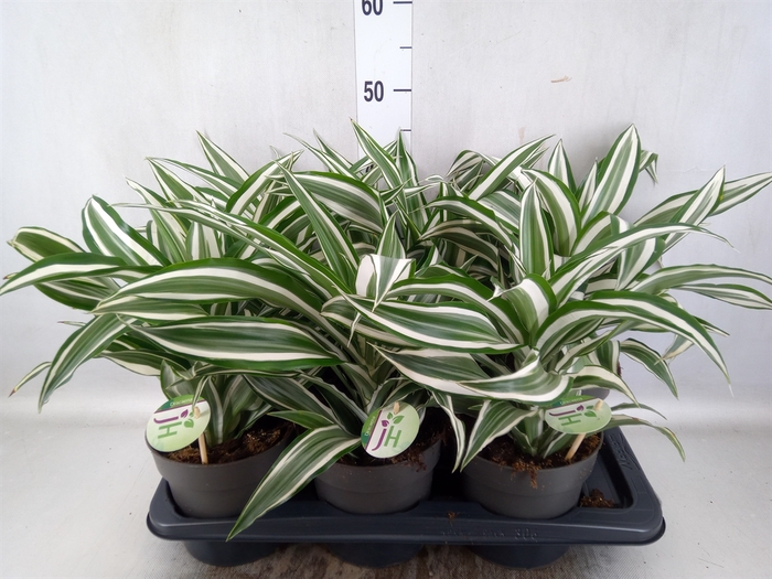 Dracaena frag. 'White Jewel'