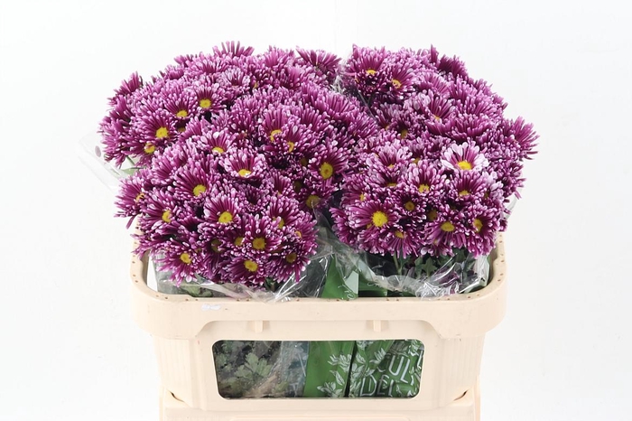 <h4>Chr T Smashing</h4>