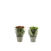Kalanchoë 2 color mix in transparant sleeve