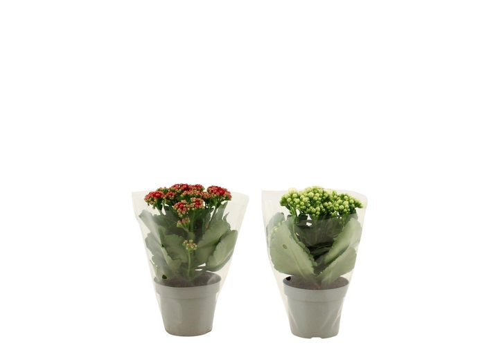 Kalanchoë 2 color mix in transparant sleeve