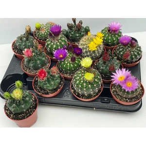 CACTUS BLOEIEND GEM