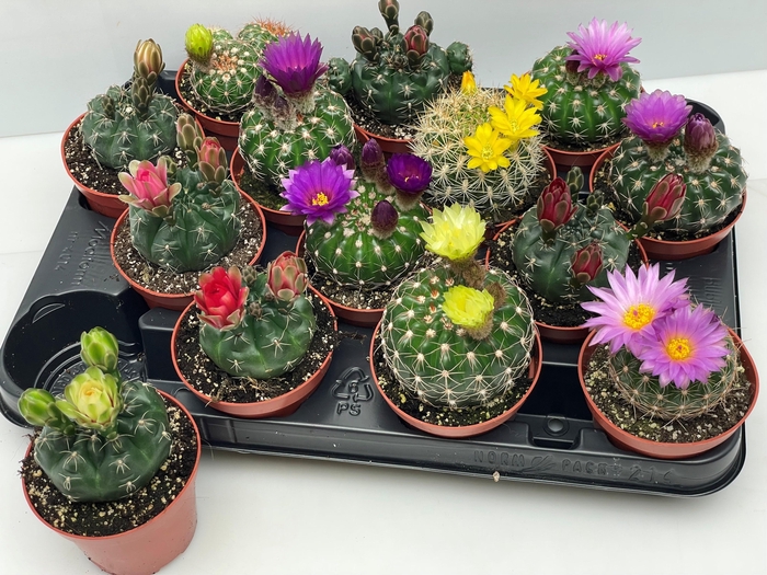 <h4>CACTUS BLOEIEND GEM</h4>