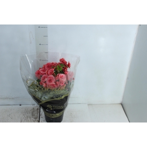 BEGONIA BORIAS P15