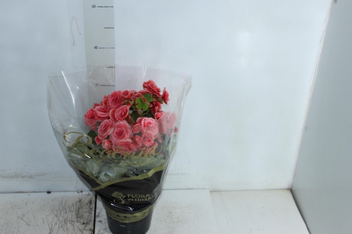 <h4>BEGONIA BORIAS P15</h4>