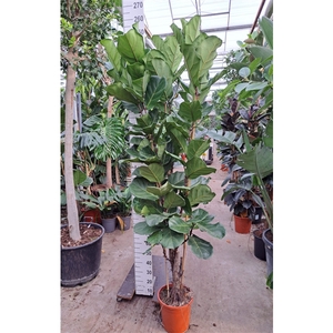 Ficus Lyrata vertakt 240