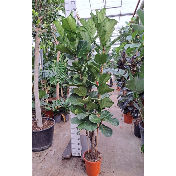 <h4>Ficus Lyrata vertakt 240</h4>