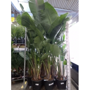 Strelitzia nicolai