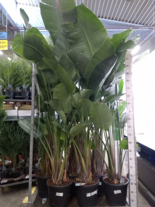 <h4>Strelitzia nicolai</h4>