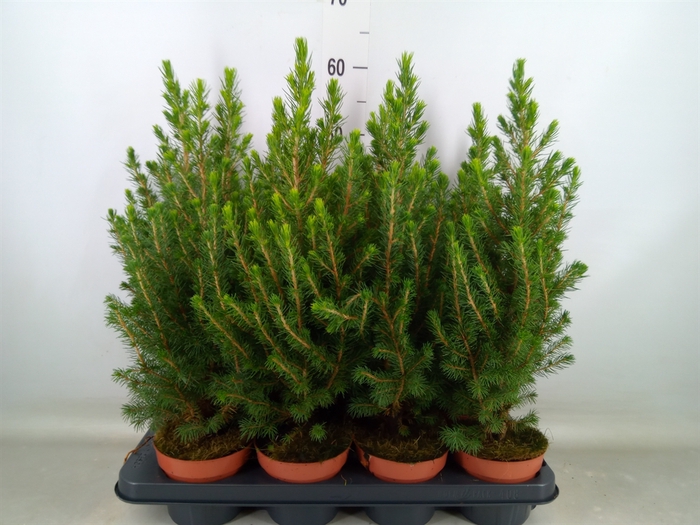 <h4>Picea glauca 'Conica'</h4>