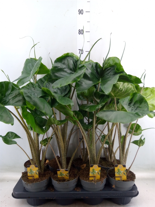 <h4>Alocasia macrorrhizos 'Stingray'</h4>