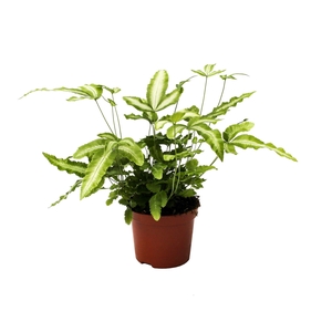 Pteris Cretica 'Albolineata' (Vleugelvaren)