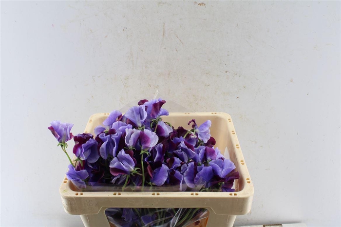 <h4>Lathyr Od Shikibu</h4>