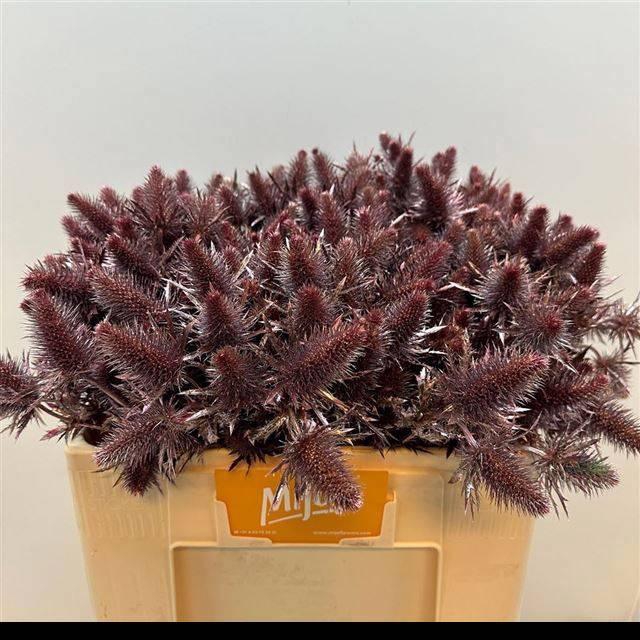 <h4>ERYN A OV KLB H%</h4>