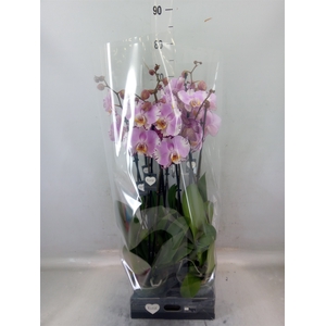 Phalaenopsis  'FC Art Nouveau'