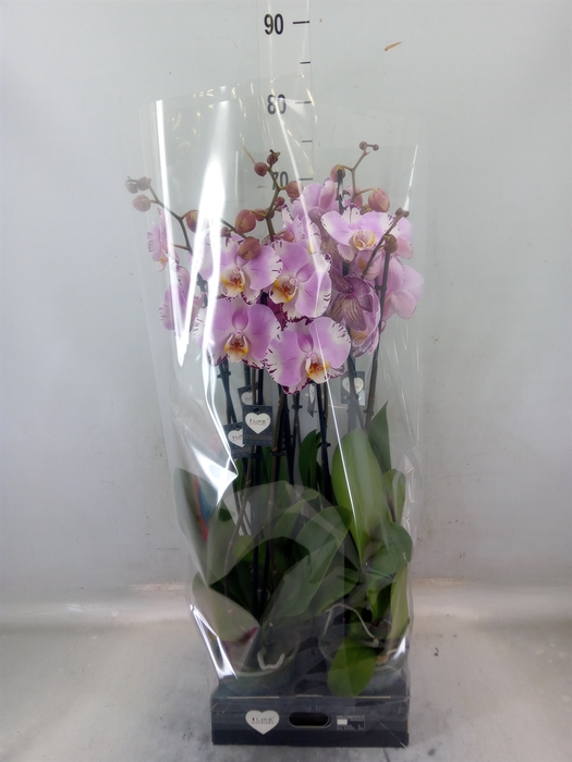 <h4>Phalaenopsis  'FC Art Nouveau'</h4>