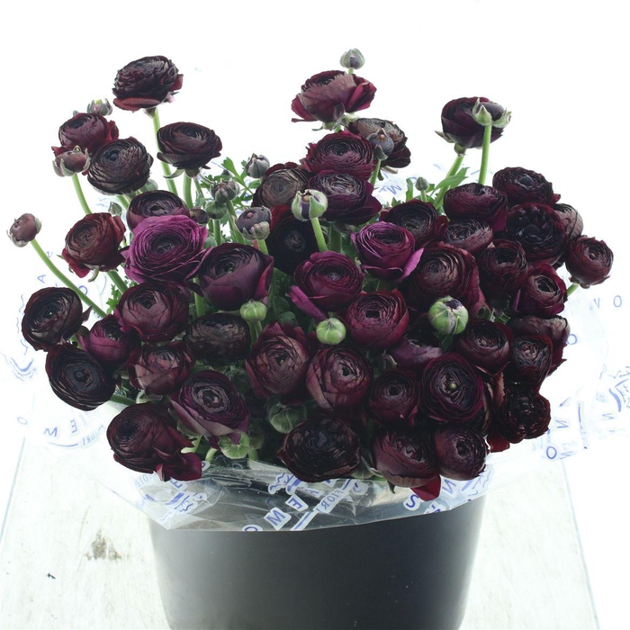 <h4>Ran El Sr Black Super</h4>