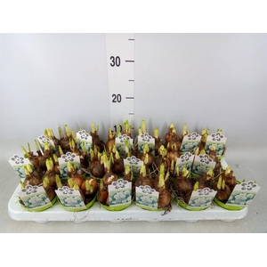 Narcissus DU 'Bridal Crown'