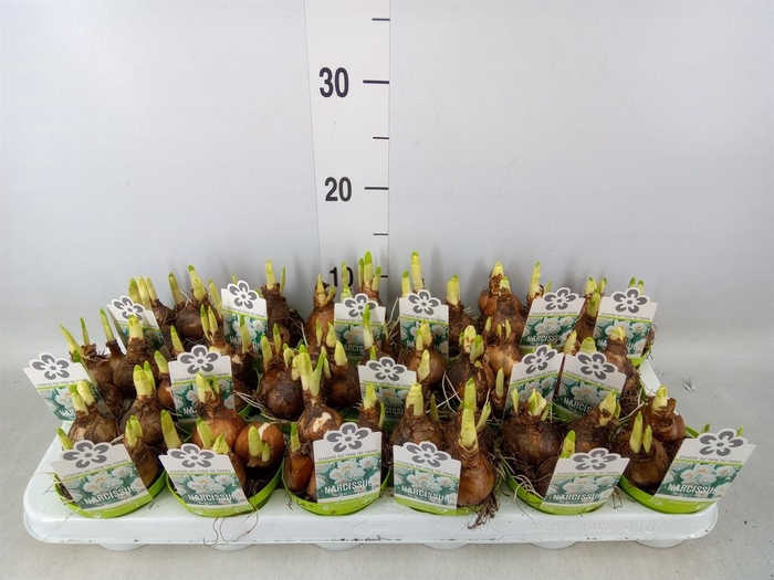 <h4>Narcissus DU 'Bridal Crown'</h4>