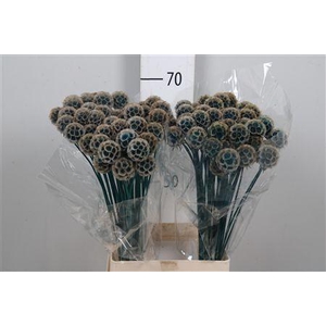 Scabiosa St Klb Blue