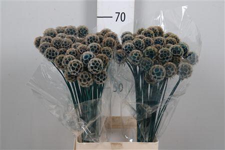 <h4>Scabiosa St Klb Blue</h4>
