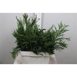 Cryptom J Cristat Bs