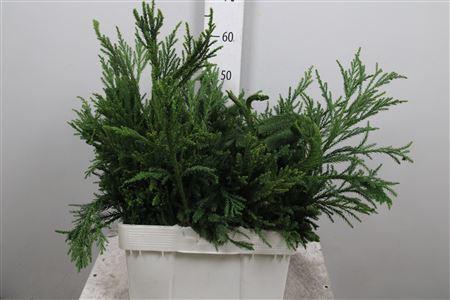 Cryptom J Cristat Bs