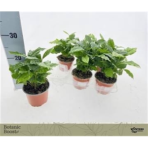 COFFEA ARABICA