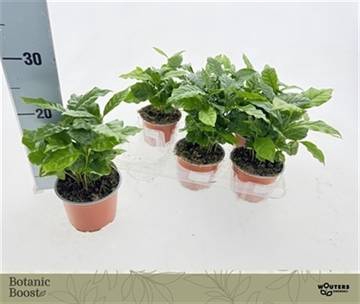 <h4>COFFEA ARABICA</h4>