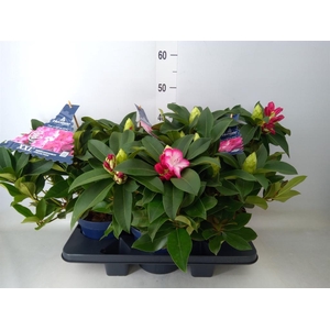 Rhododendron  'Rhodo XXL'