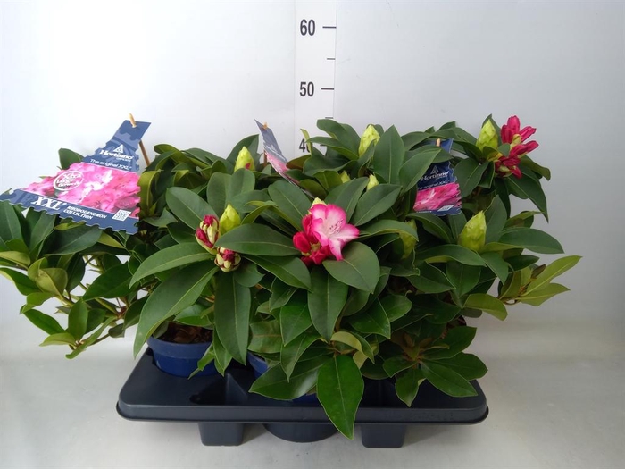 <h4>Rhododendron  'Rhodo XXL'</h4>