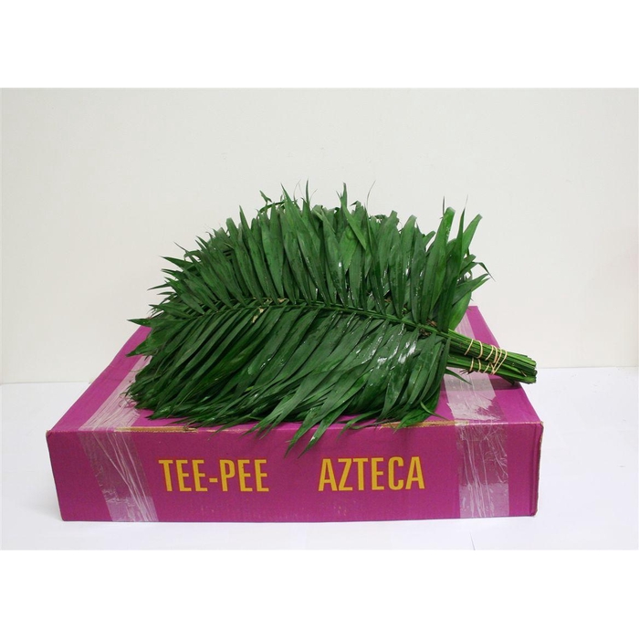 <h4>Chico Jumbo</h4>