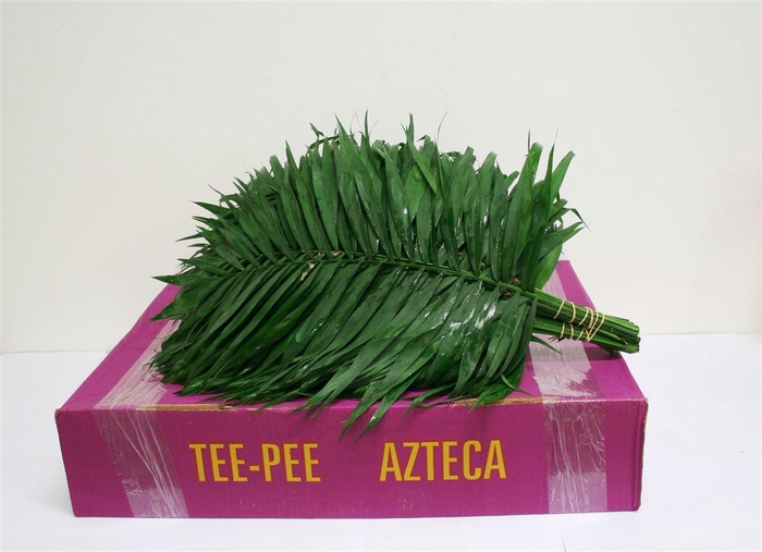 <h4>Chico Jumbo</h4>