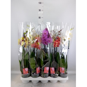 Phalaenopsis   ...mix