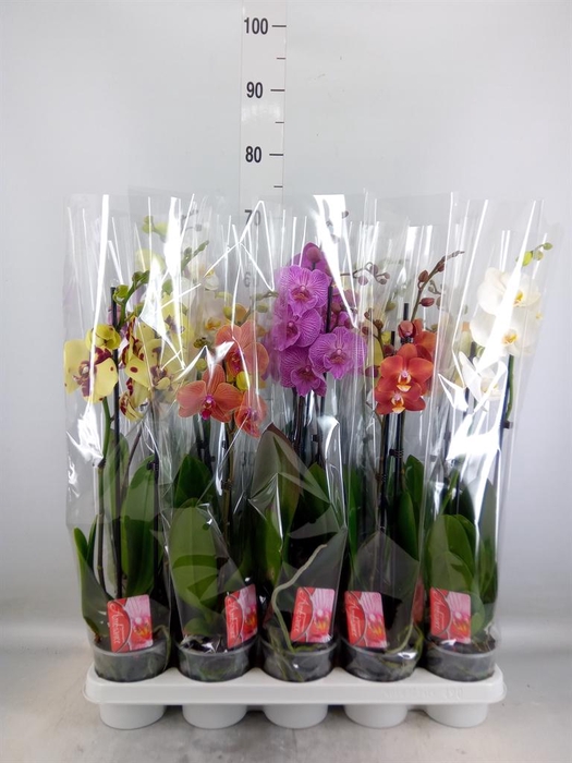 <h4>Phalaenopsis   ...mix</h4>