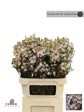 Chamelaucium Sexy Bloom