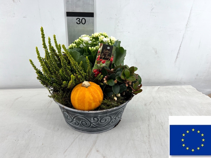 <h4>ARR TUINPLANTEN</h4>